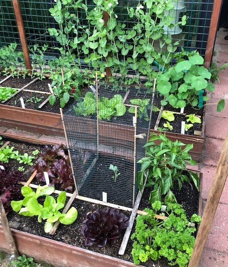 Margriet's home-made butterfly cage: a netting in a cube form