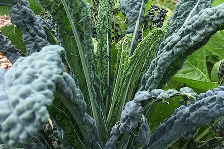 Dino kale eaten up by caterpillars will still grow new leaves