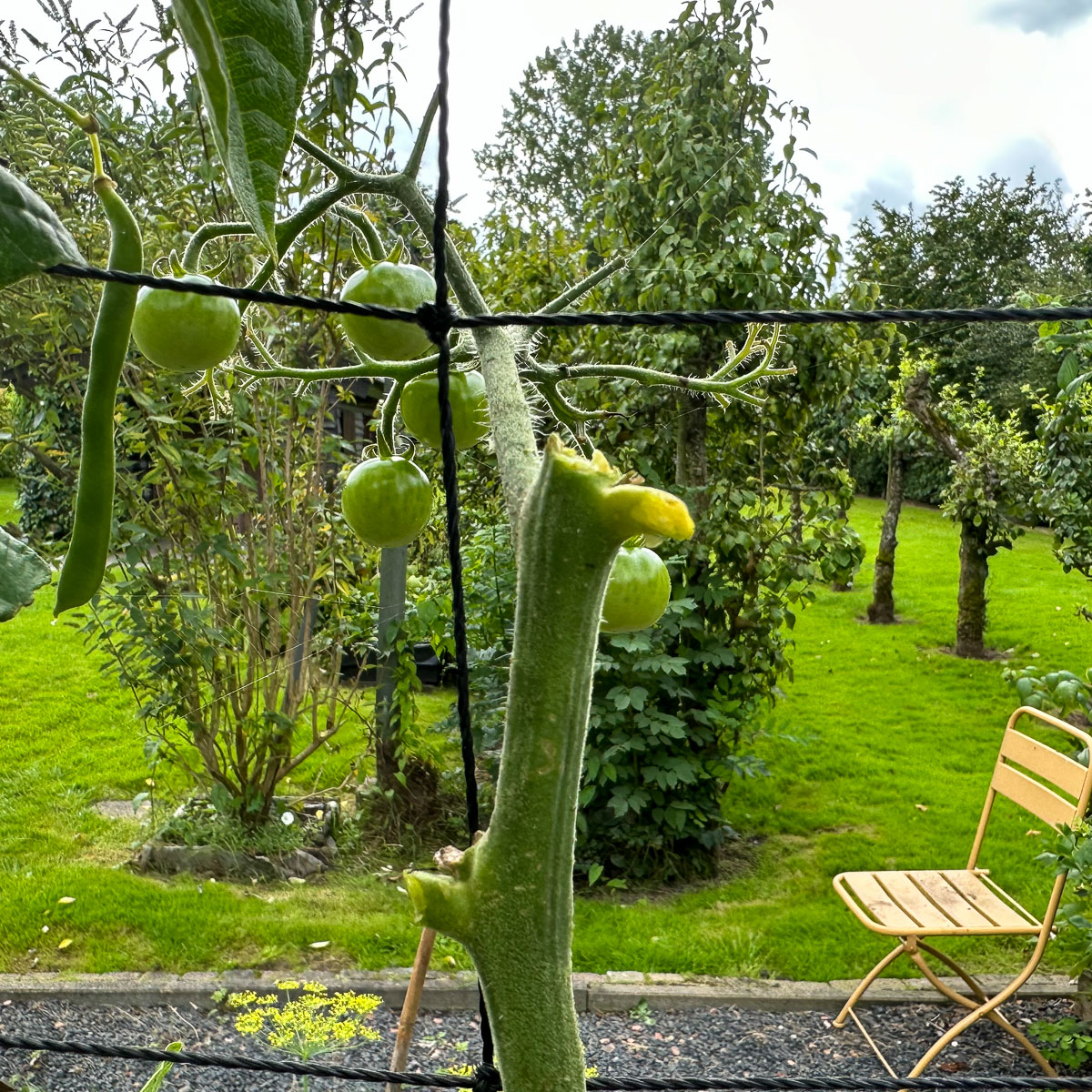 Bij hoge tomaten knip je eind augustus de top van de hoofdstengel af
