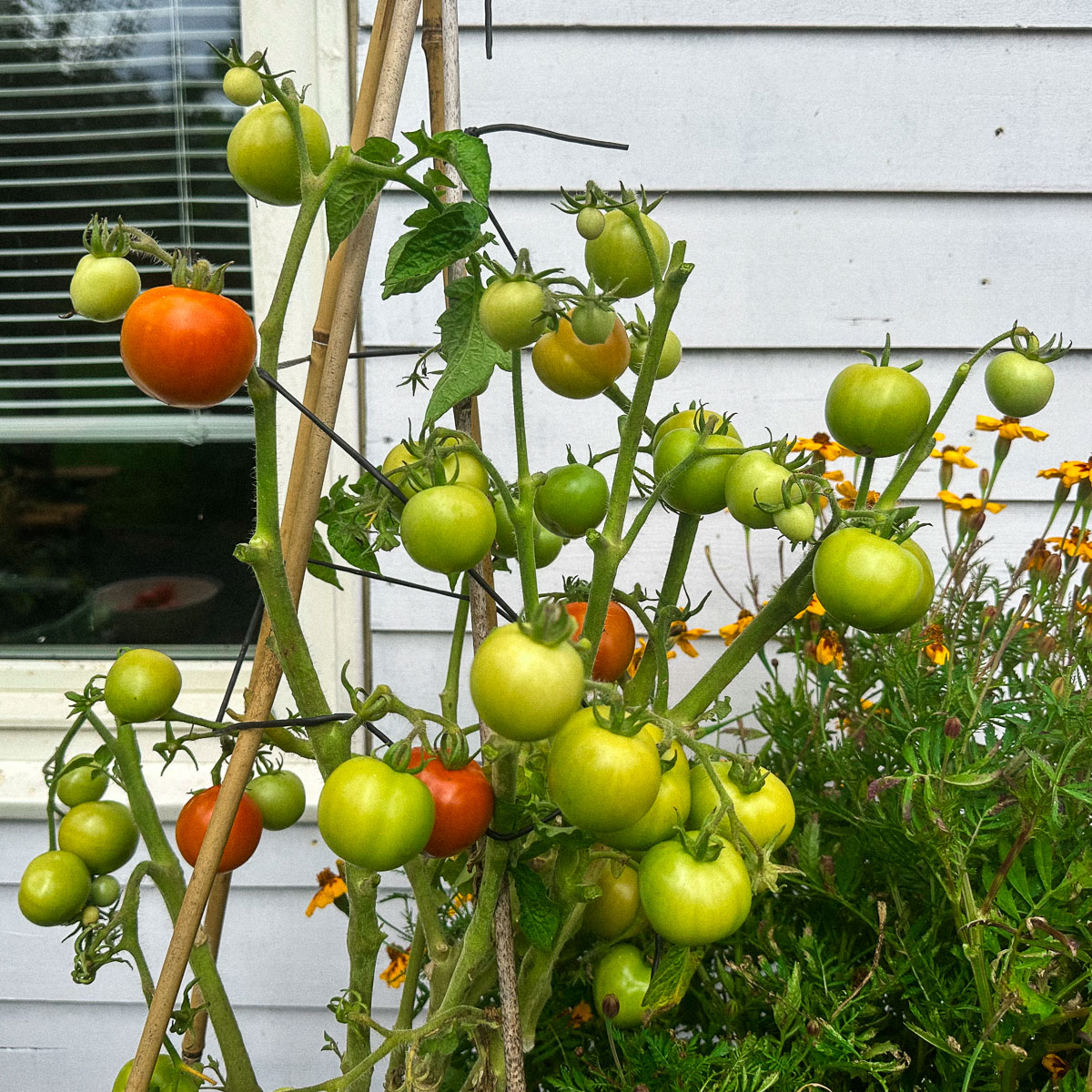 Balkontomaat zonder blad en bloemetjes