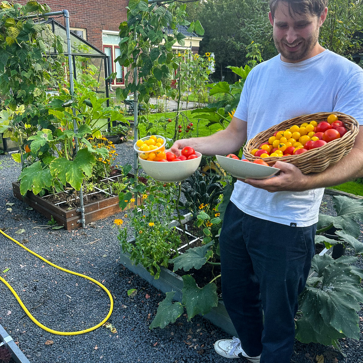 Tomatenoogst uit de Makkelijke Moestuin kantoortuin