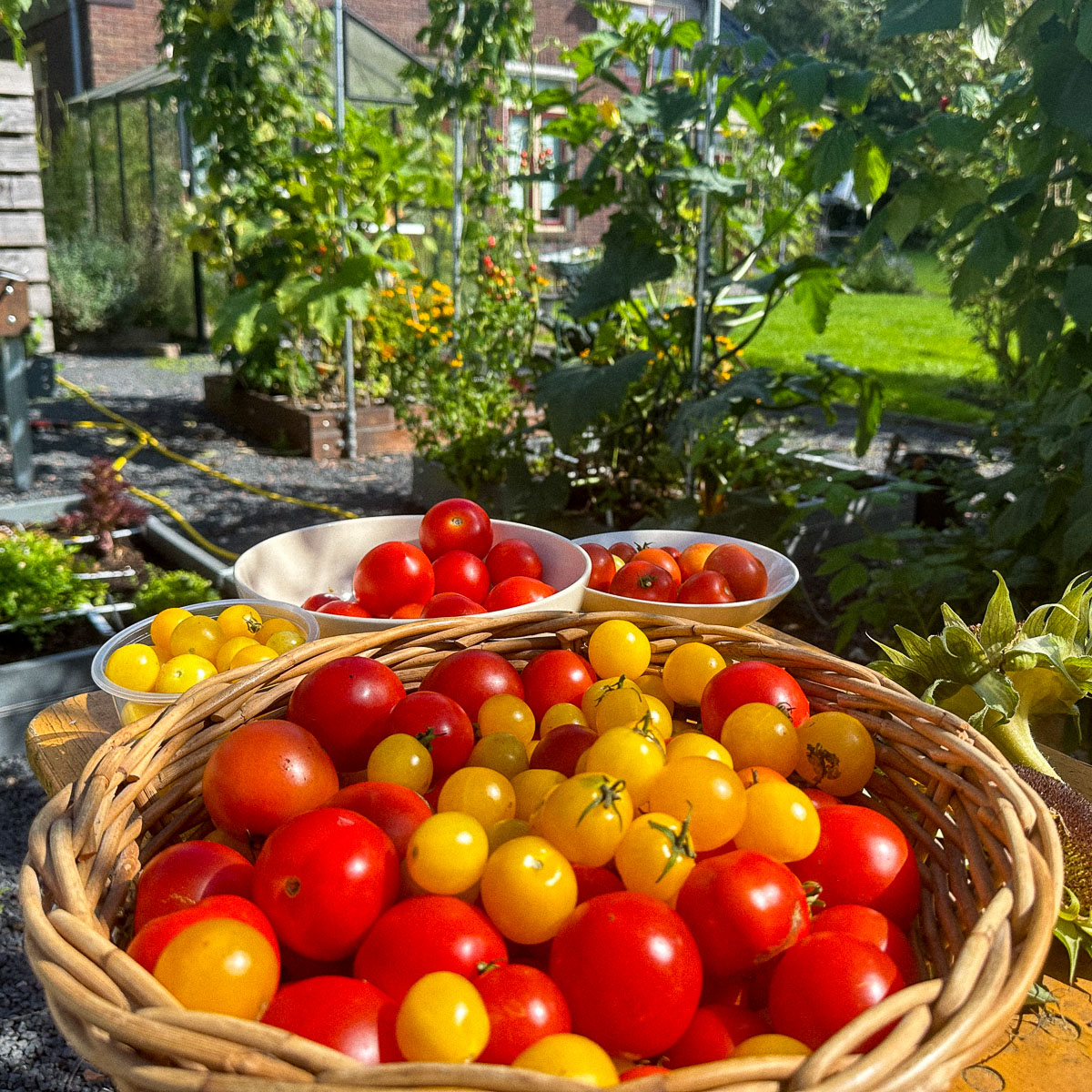Tomatenoogst eind augustus voor soep en saus