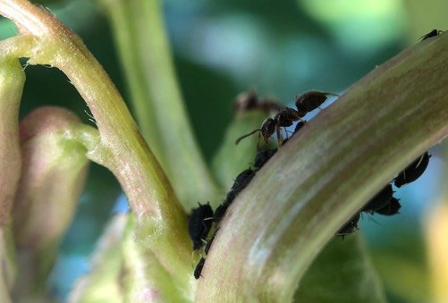 Aphids suck energy from plants and produce honeydew, which attracts ants