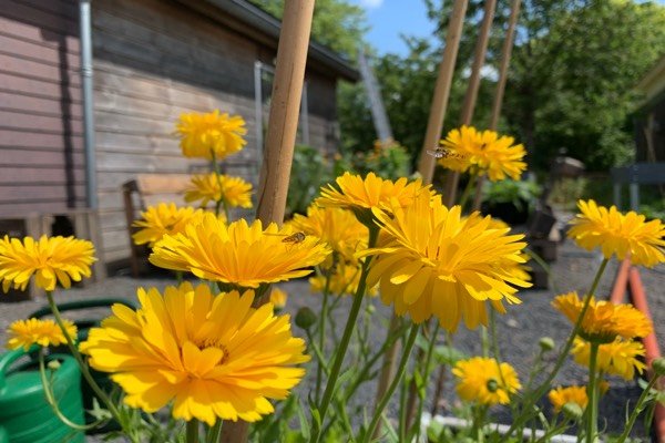 Marigolds attract hoverflies and aphids