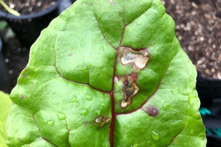 Leaf miners eat the leaves from the inside out