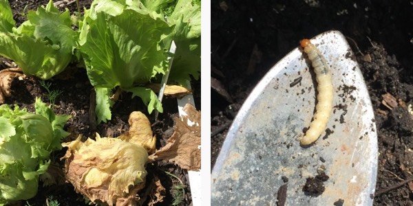 Scarab grubs and wire worms are larvae that attack the roots of your plants