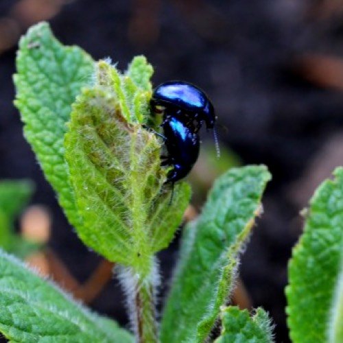 Chrysomelinae leaf beetles love mint best