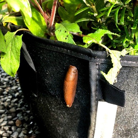 Oh boy, a slug on the MM-Mini