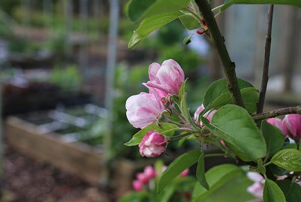 Flowering apple blossom in the Planty Garden