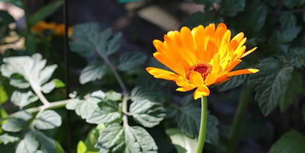 Marigolds are a perfect plant for a vegetable