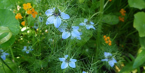 Love-in-a-mist is a flower that attracts a lot of pollinators