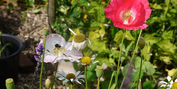 Poppies and daises in a Planty Garden