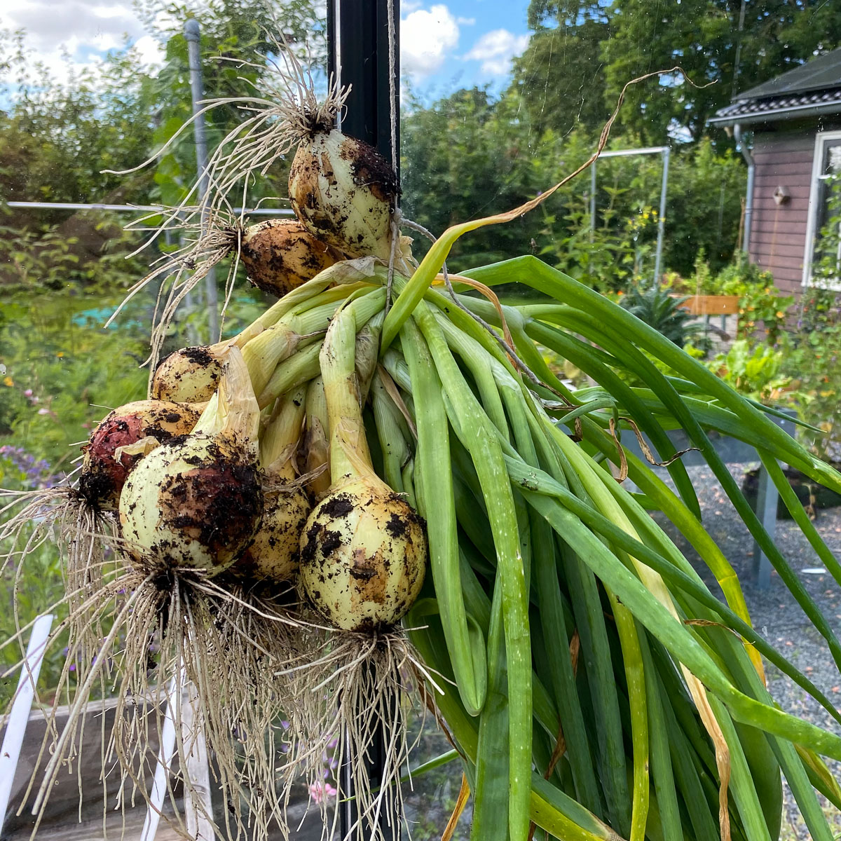 Yellow Winter Onions
