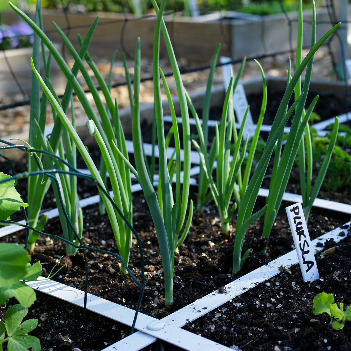 Yellow Winter Onions