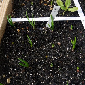 Yellow Winter Onions