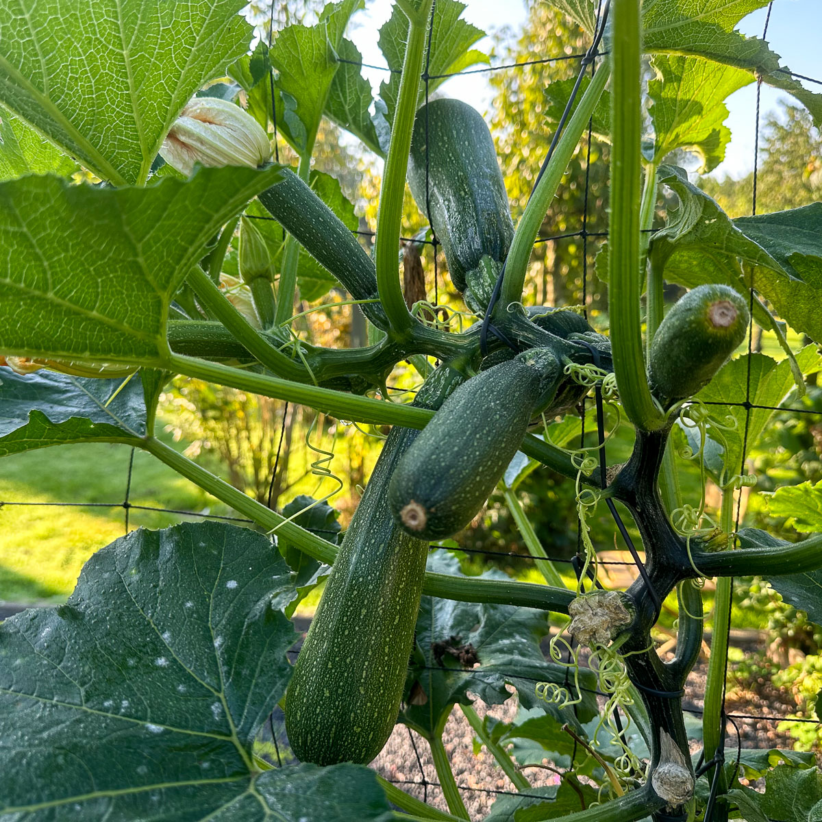 Eerste tekenen van meeldauw op blad courgette: witte vlekken op het blad
