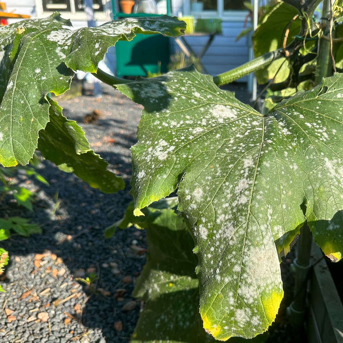 Courgette met meeldauw - aan het einde van het seizoen