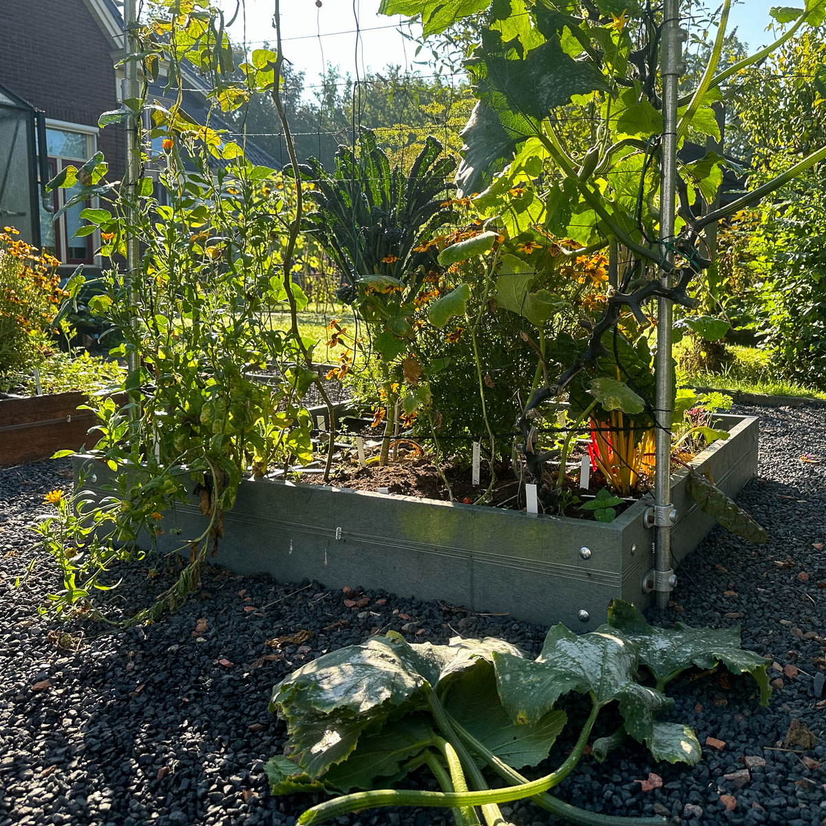 Knip door meeldauw aangetast blad weg en spuit de plant in met een mengsel van 40% melk en 60% water.