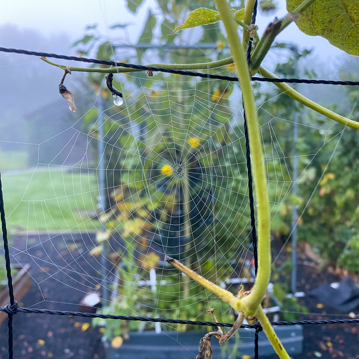 Spinnenwebben in het klimrek van mijn Makkelijke Moestuin