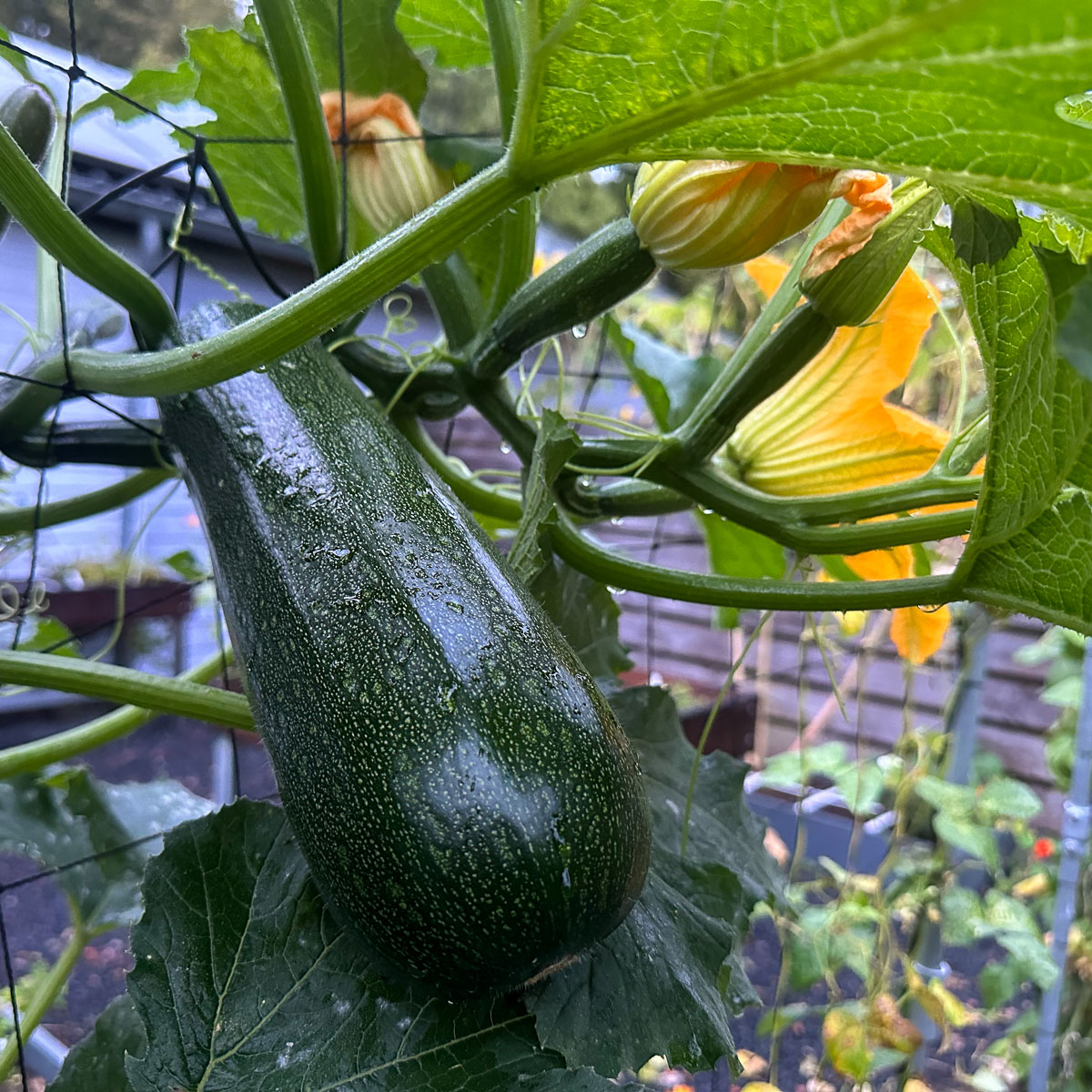 De 31e courgette uit de 1-maart oogstbak