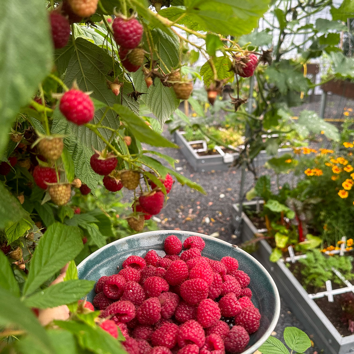 Begin oktober: nog steeds volop frambozen