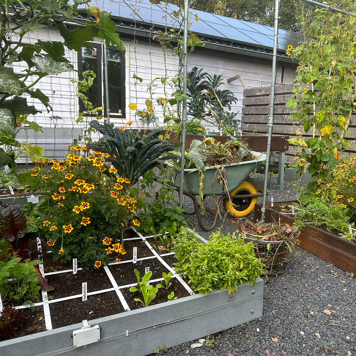 Beetje opruimen in de herfstmoestuin