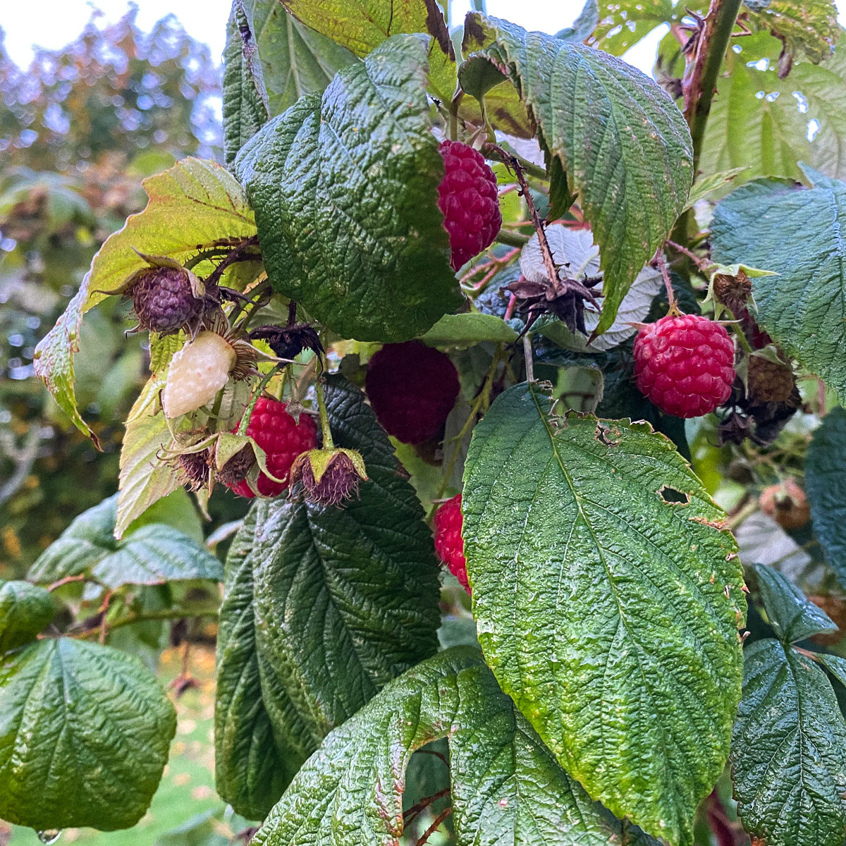 New raspberries are still coming.