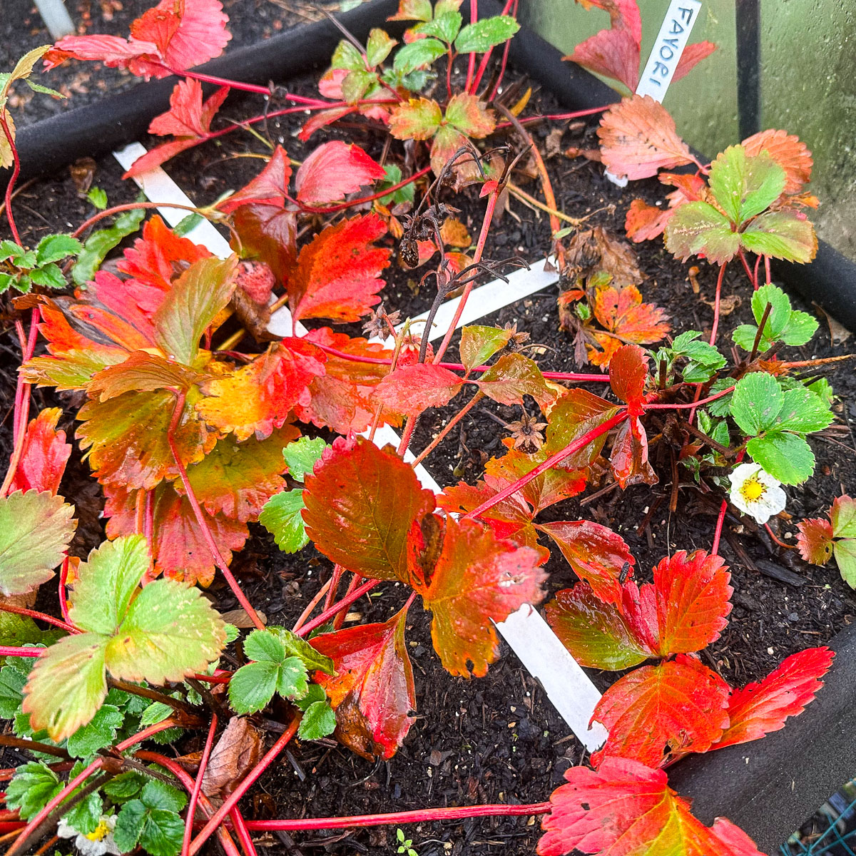 Blooming strawberries, end of October