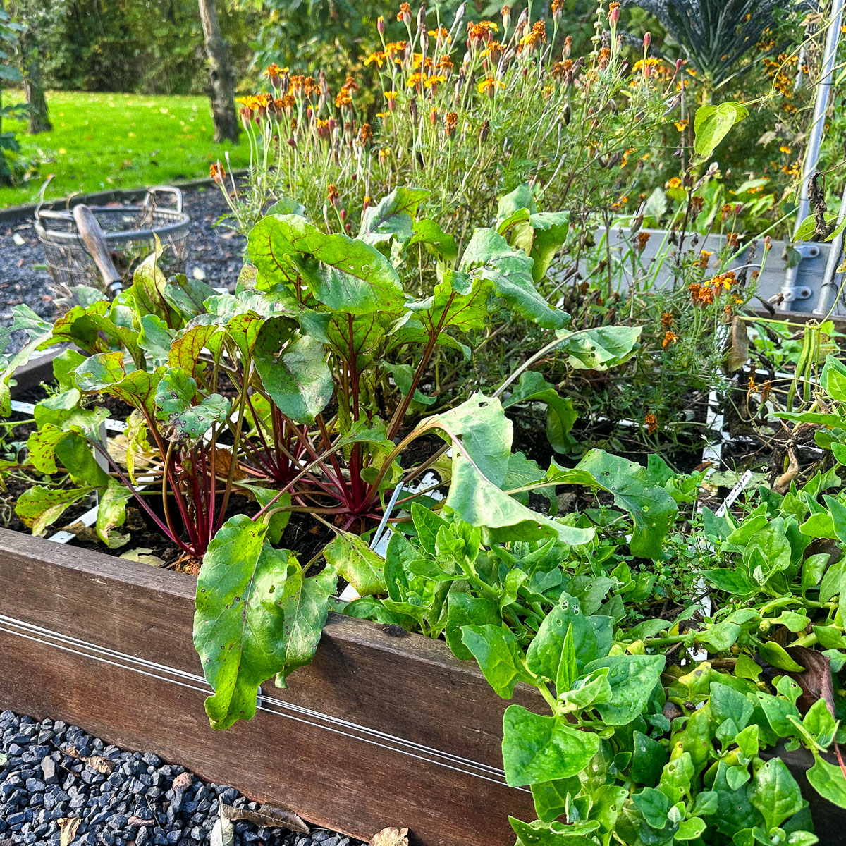 Beets can handle cold weather well, while NZ spinach cannot.