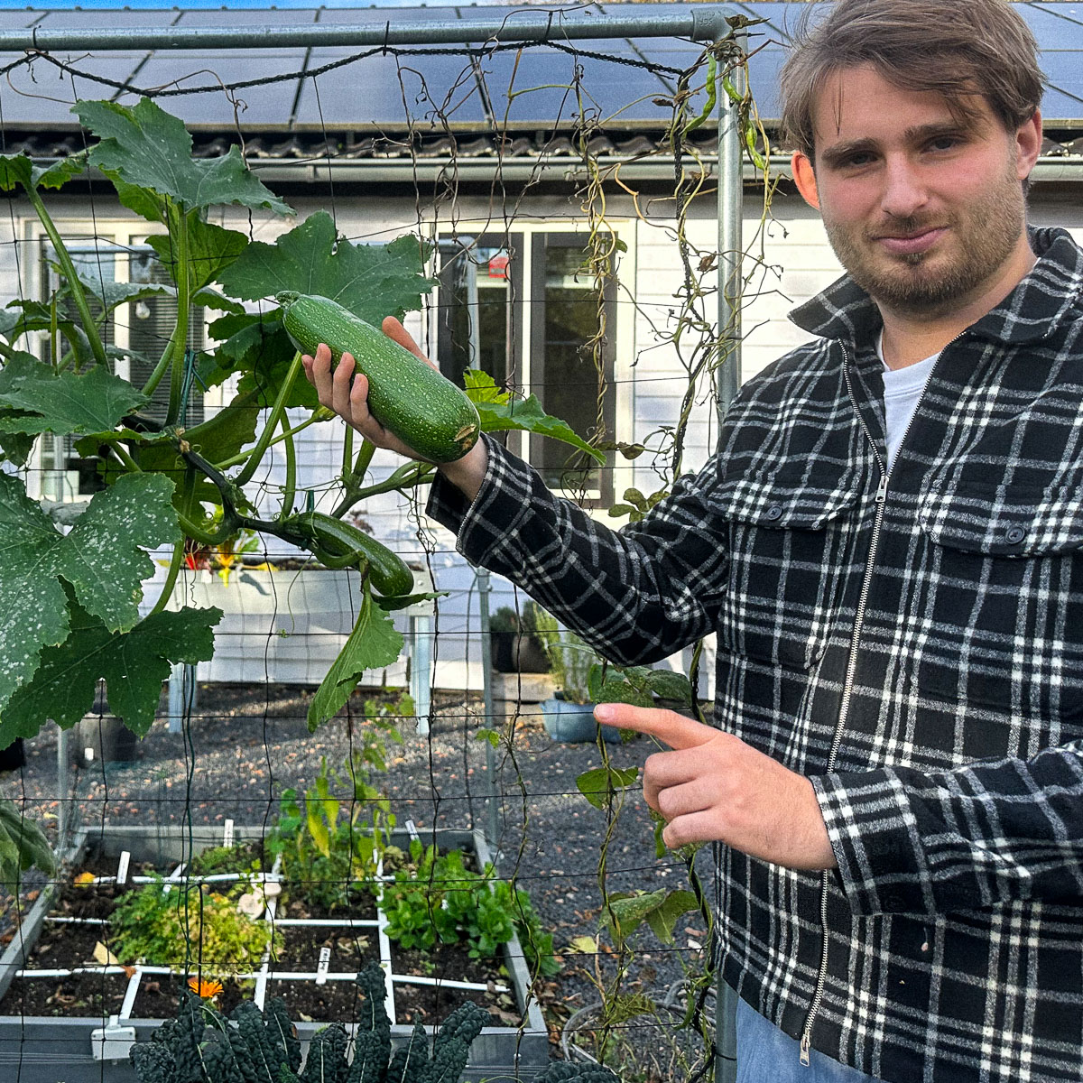Meestal oogst ik courgettes als ze nog wat kleiner zijn.