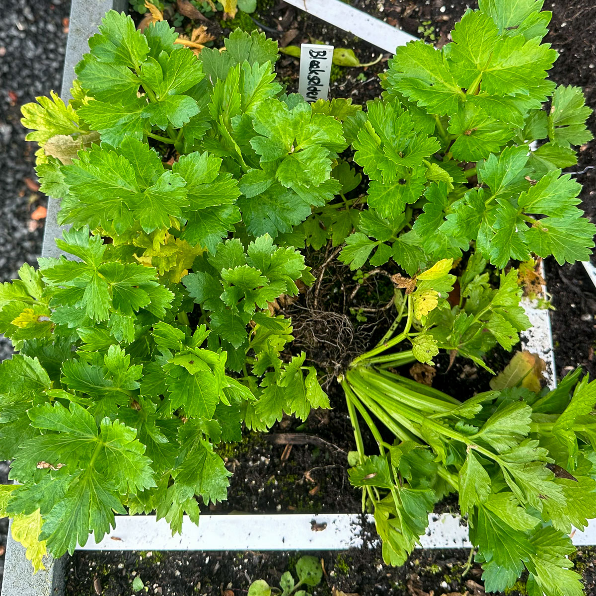 Bleekselderij plantjes op 19 november