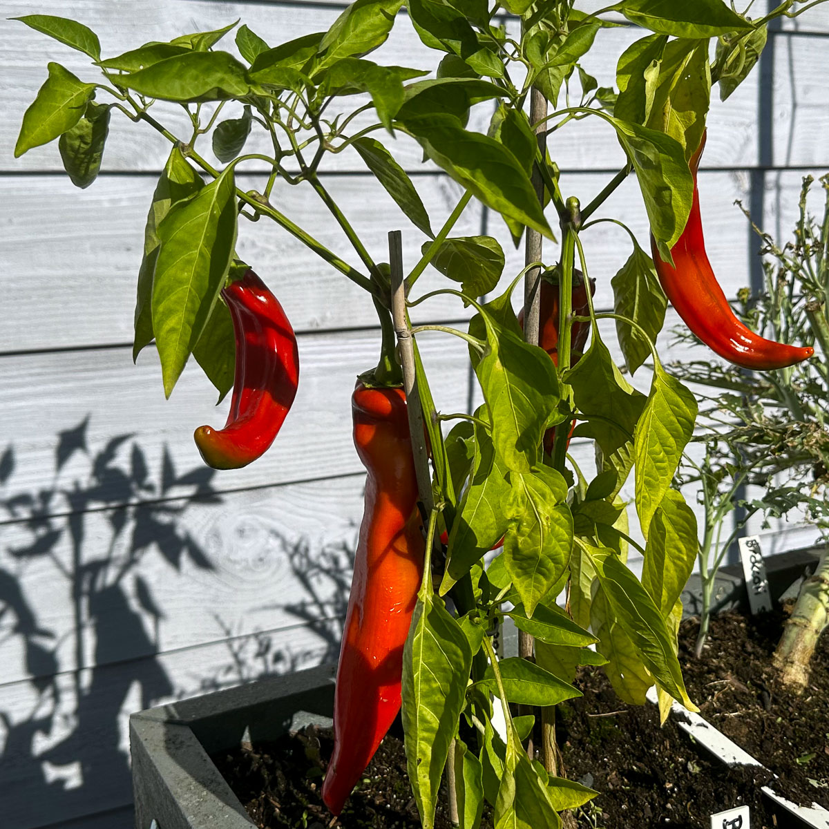Paprika's in buitenbak