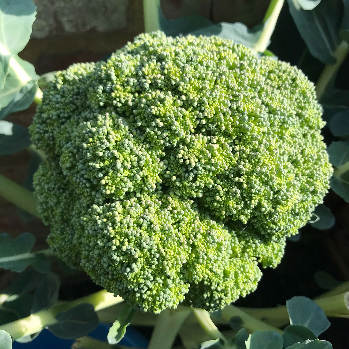 Test broccoli van Moestuinmama