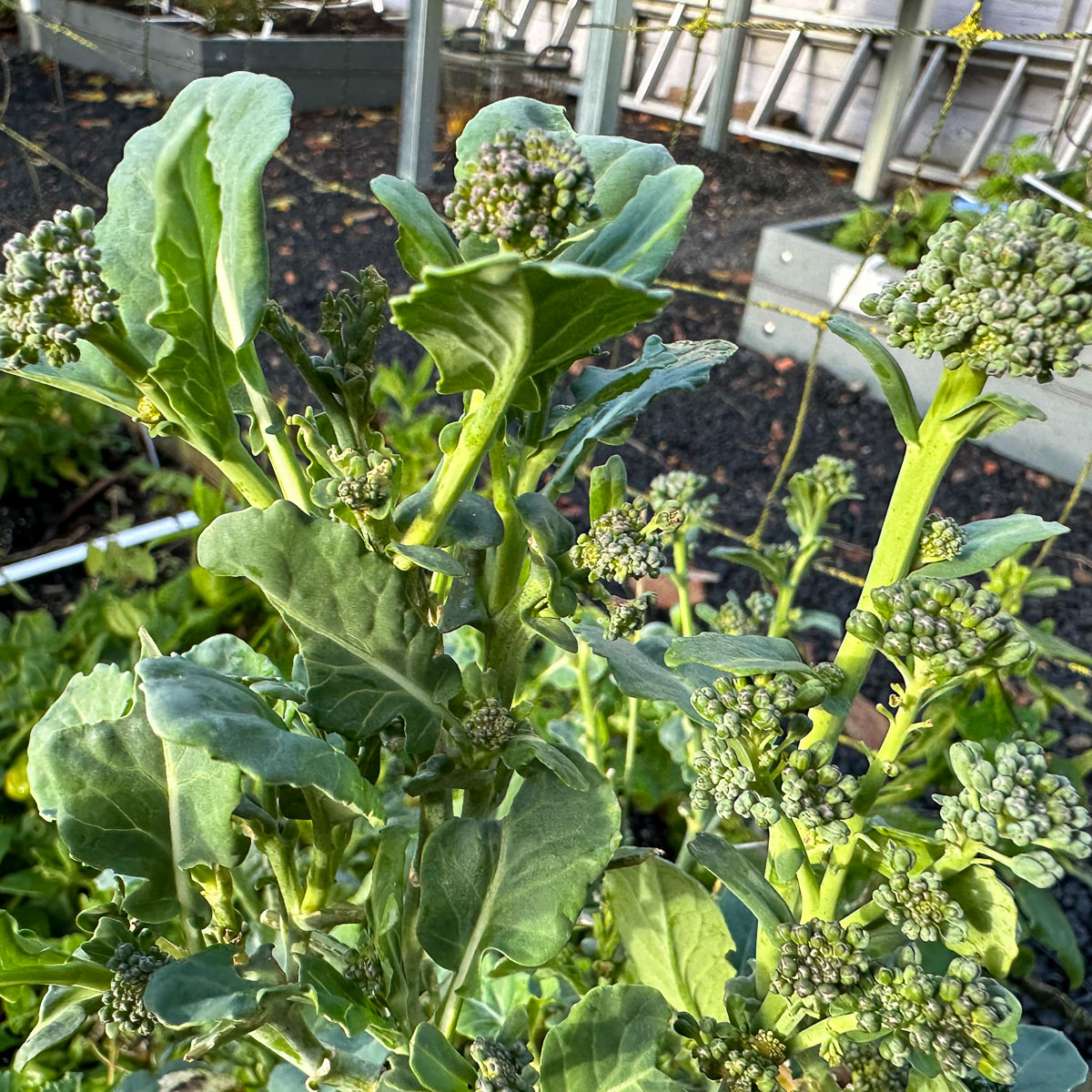 Oogstbare broccoli-scheuten half november
