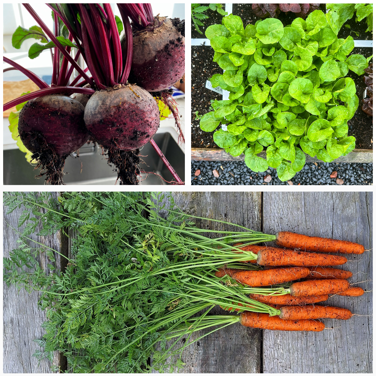 Bieten, wortels en ronde rucola (foto's Shahaira, MM en SonjaMM)