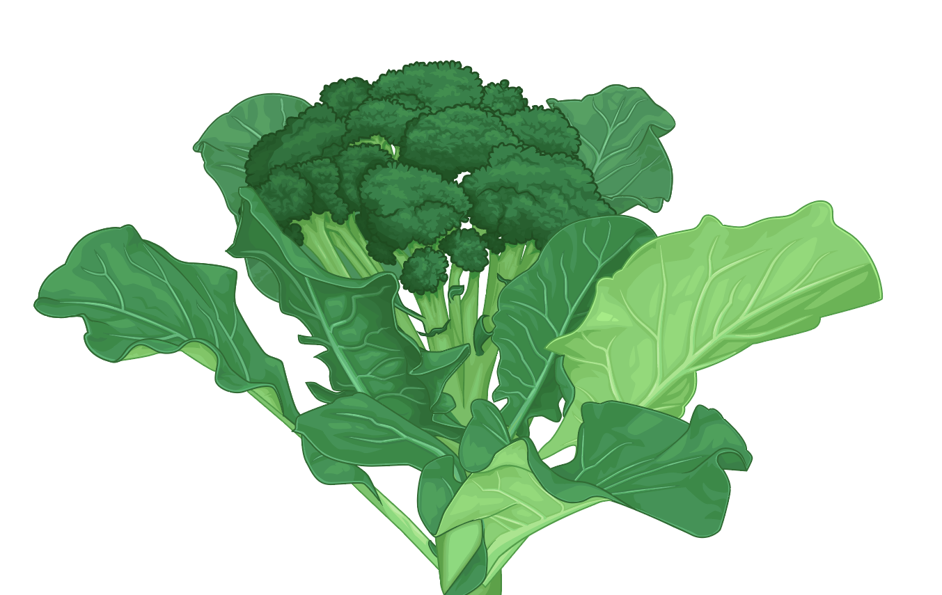 Illustratie broccoli voor het zadenzakje