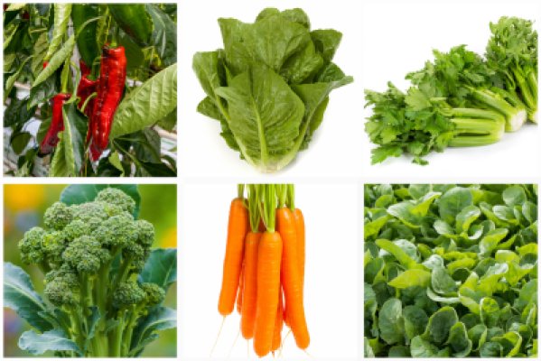 New plant varieties for the 2022 Planty Garden