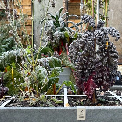 Winterslaap voor de moestuin