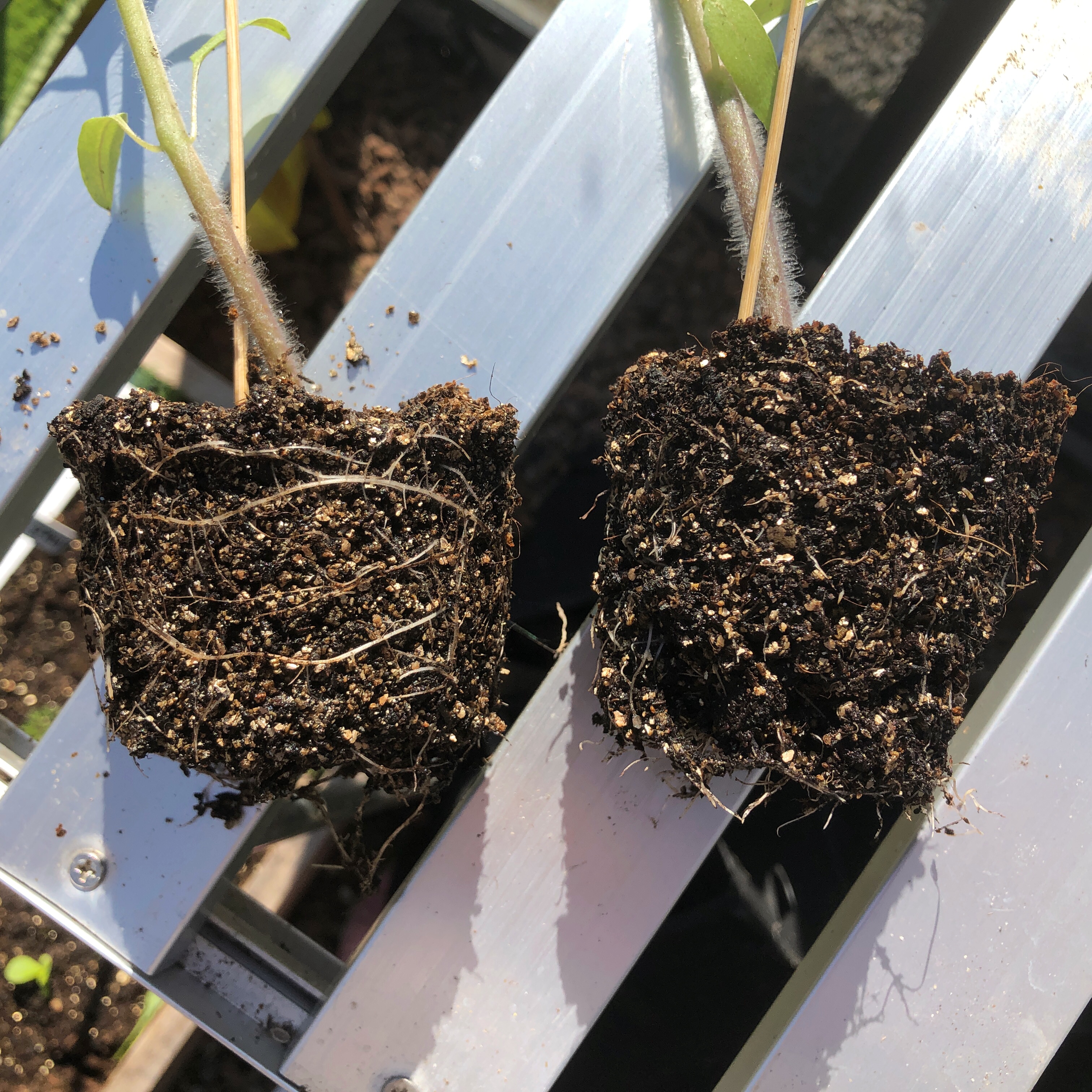 Air pruning at work: a regular pot produces long spiralling roots (left). A net pot creates compact, healthy root balls (right)