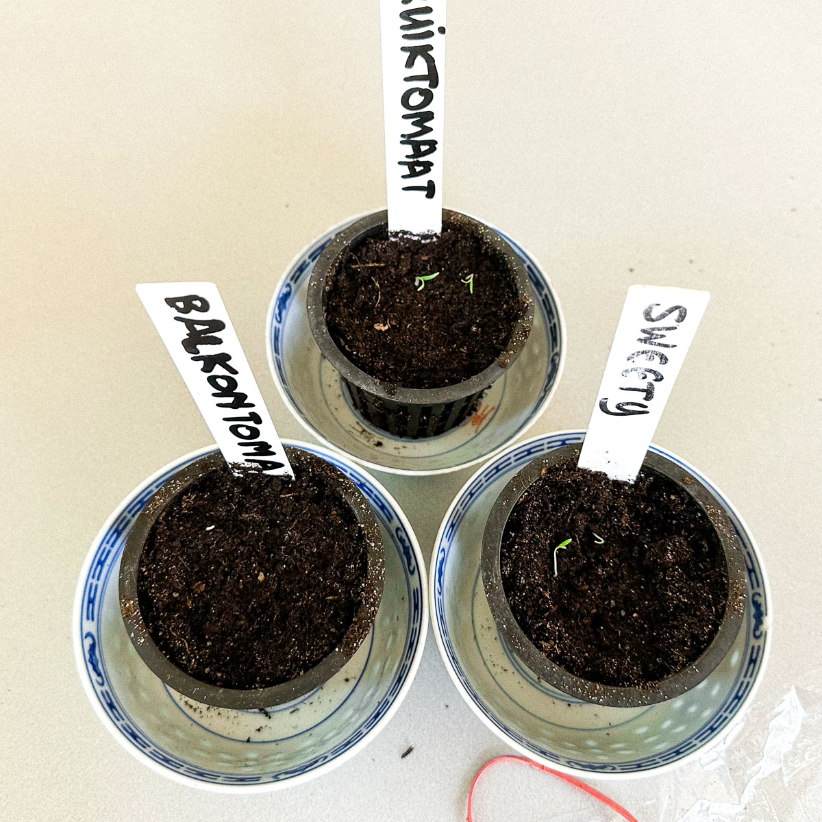Tomato seedlings on the windowsill