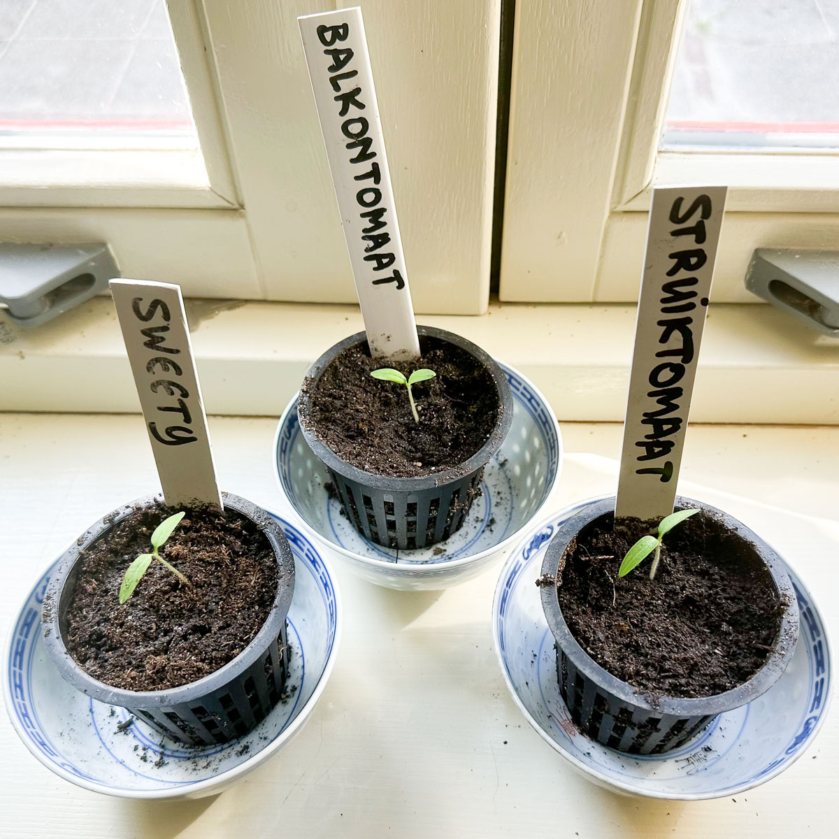 Tomato seedlings on the windowsill a few days later