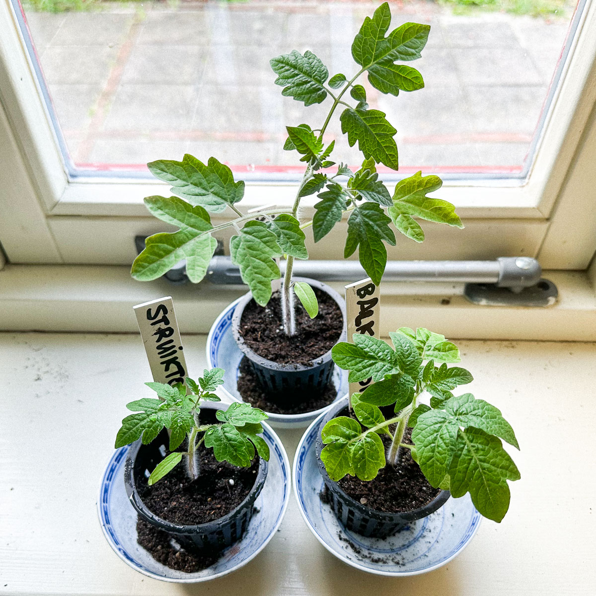 The yellow bush tomato -yellomato- growing up tall and strong on the windowsill