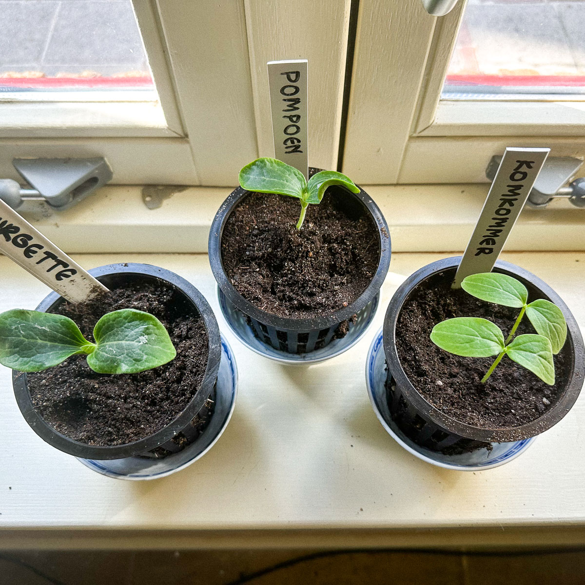 Zucchini, pumpkin, and cucumber seedlings in larger pots