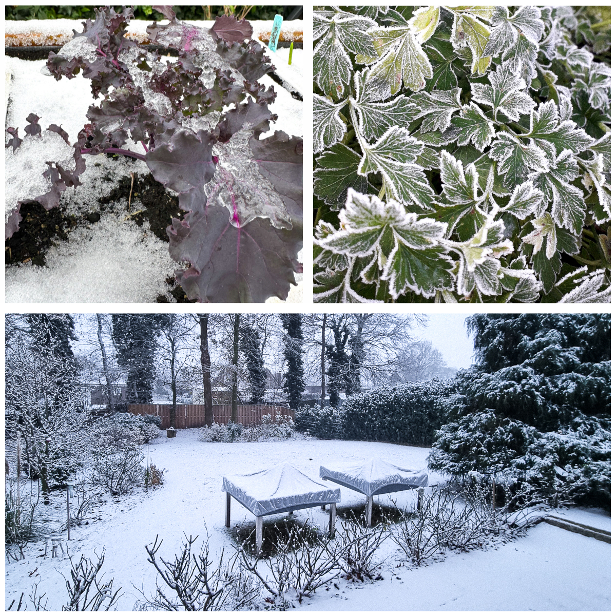 Winterfoto's uit de community van de Makkelijke Moestuin
