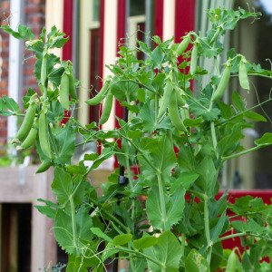 Basic seed bundle (12 varieties)