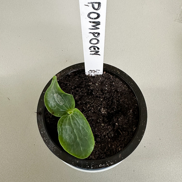 Pre-sown zucchini seedling just coming up