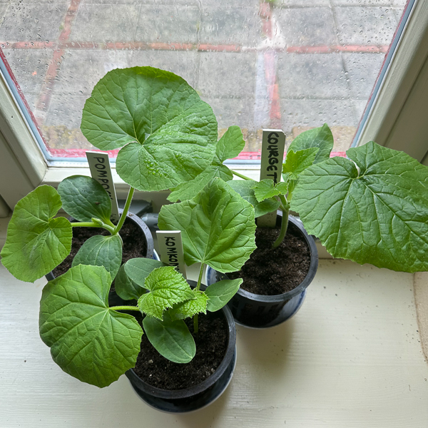 Seedlings from cucumber, zucchini and pumpkins
