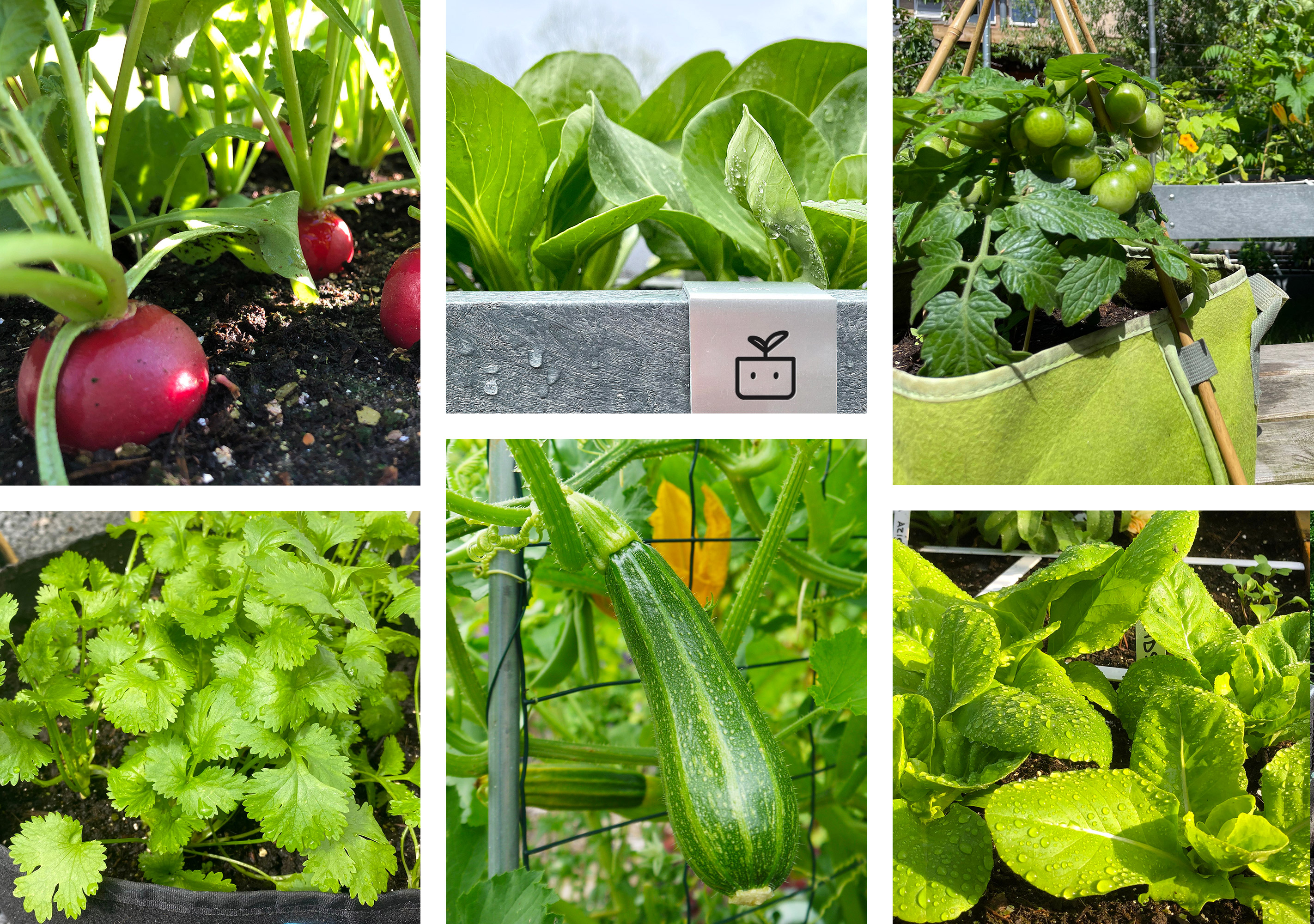 Groentes die perfect passen bij de Makkelijke Moestuin