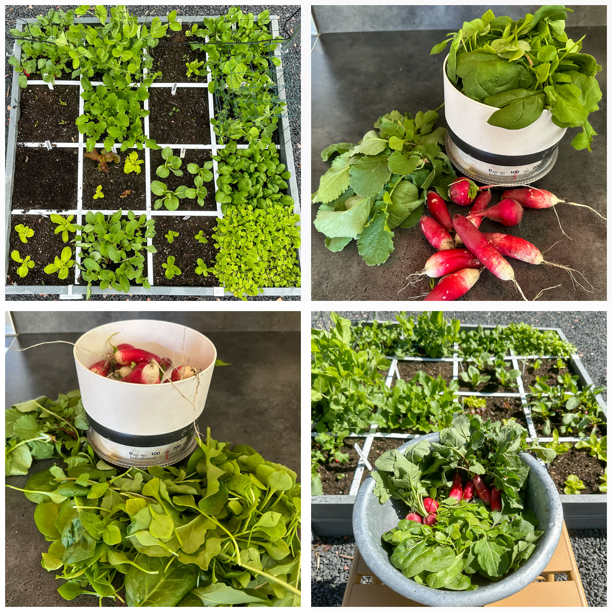 Opbrengst oogstbak april: € 3,50
