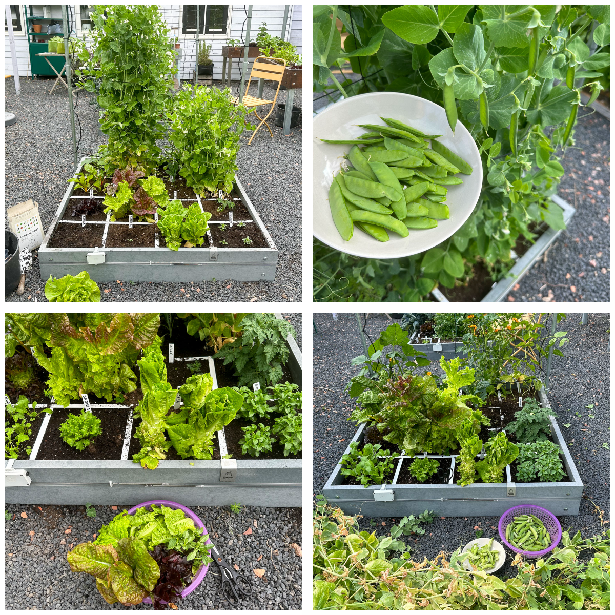 Opbrengst juni oogstbak € 33,50